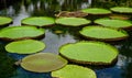 Giant water lilies Victoria Amazonica Royalty Free Stock Photo