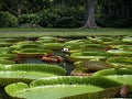 Giant water lily Royalty Free Stock Photo
