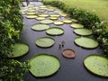 Giant Water Lily