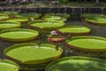 Giant water lily in botanical garden on Island Mauritius . Victoria amazonica, Victoria regia Royalty Free Stock Photo