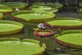 Giant water lily in botanical garden on Island Mauritius . Victoria amazonica, Victoria regia Royalty Free Stock Photo