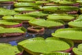 Giant water lily in botanical garden on Island Mauritius . Victoria amazonica, Victoria regia Royalty Free Stock Photo