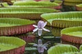 Giant water lily in botanical garden on Island Mauritius . Victoria amazonica, Victoria regia Royalty Free Stock Photo