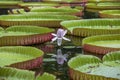 Giant water lily in botanical garden on Island Mauritius . Victoria amazonica, Victoria regia Royalty Free Stock Photo