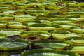 Giant water lily in botanical garden on Island Mauritius . Victoria amazonica, Victoria regia Royalty Free Stock Photo