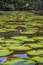 Giant water lily in botanical garden on Island Mauritius . Victoria amazonica, Victoria regia Royalty Free Stock Photo