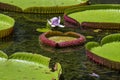 Giant water lily in botanical garden on Island Mauritius . Victoria amazonica, Victoria regia Royalty Free Stock Photo