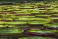 Giant water lily in botanical garden on Island Mauritius . Victoria amazonica, Victoria regia Royalty Free Stock Photo