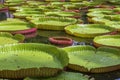 Giant water lily in botanical garden on Island Mauritius . Victoria amazonica, Victoria regia Royalty Free Stock Photo