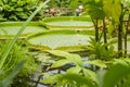 Giant water lily leaves victoria amazonica Royalty Free Stock Photo