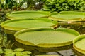 Giant water lily leaves victoria amazonica Royalty Free Stock Photo