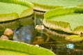 Giant water lily leaves victoria amazonica Royalty Free Stock Photo