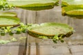 Giant water lily leaves victoria amazonica Royalty Free Stock Photo