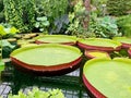 Giant Water Lily Pads at Kew Gardens Royalty Free Stock Photo