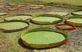 Giant Water Lily Pads of Victoria Amazonica in a Pond Royalty Free Stock Photo