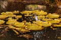 Giant Water-lily plant in a pond Royalty Free Stock Photo