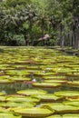Giant water lily in tropical garden. Island Mauritius . Victoria amazonica, Victoria regia Royalty Free Stock Photo