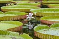 Giant water lily in tropical garden. Island Mauritius . Victoria amazonica, Victoria regia flower Royalty Free Stock Photo