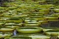 Giant water lily in tropical garden. Island Mauritius . Victoria amazonica, Victoria regia flower Royalty Free Stock Photo