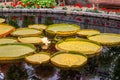 Giant water lily Victoria amazonica in a pond in the greenhouse in Luttelgeest Royalty Free Stock Photo