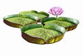 Giant water lily Victoria amazonica Royalty Free Stock Photo