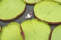 Giant Water lily, Victoria Amazonica, Victoria Regia or Royal victory plant, typical amazon plant