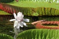 Giant Water Lily