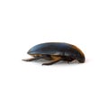 Giant Water Scavenger Beetle Royalty Free Stock Photo