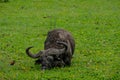 Giant waterbuffalo in green water plants