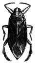 Giant Waterbug, vintage illustration Royalty Free Stock Photo