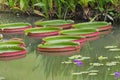 Giant Waterlily pads in green and red Victoria amazonica in po Royalty Free Stock Photo