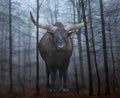 Giant watusi bull in a forest