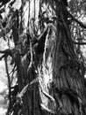 Giant western red cedar, Thuja plicata, on west coast of Vancouver island, black and white closeup of bark