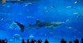 Giant whale shark of fantasy underwate