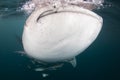 A giant whale shark - Rhincodon typus