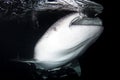 A giant whale shark - Rhincodon typus