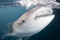 A giant whale shark - Rhincodon typus