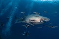 Giant Whale shark swimming underwater with scuba divers Royalty Free Stock Photo