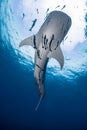 Giant Whale shark swimming underwater with scuba divers Royalty Free Stock Photo