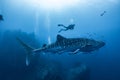 Giant Whale shark swimming underwater with scuba divers