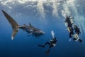 Giant Whale shark swimming underwater with scuba divers