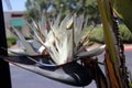 Giant white bird of paradise, Strelitzia nicolai, ornamental plant