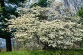 Giant White Flowering Dogwood Tree Royalty Free Stock Photo