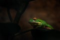 Giant White-Lipped frog, Litoria infrafrenata, green amphibian in the dark forest habitat. Frog sitting on the plant leaf, Royalty Free Stock Photo