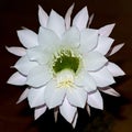 Giant White Night Blooming Echinopsis Cactus Flower Royalty Free Stock Photo