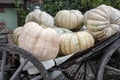 Giant white pumpkins