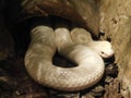 Giant white snake natural habitat Royalty Free Stock Photo