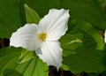 Giant White Trillium Royalty Free Stock Photo