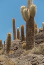 Giant wild cactuses Royalty Free Stock Photo
