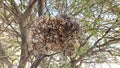giant wild wasp larg nest
